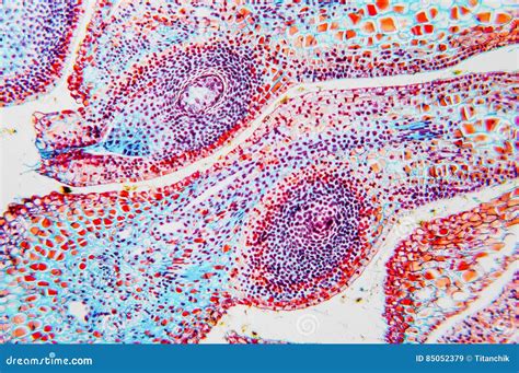 Histology Preparation Slides Stock Photos Free And Royalty Free Stock