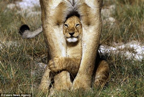 Lion Cub Peers Out From Between His Mothers Legs While Playing Daily