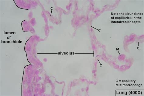 Alveoli Tutorial Histology Atlas For Anatomy And Physiology
