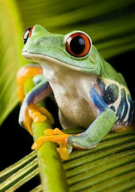 Pin By Carla Barnes On Animales Tree Frogs Frog Red Eyed Tree Frog
