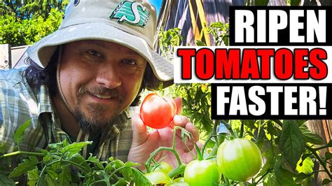 5 Ways To Ripen Tomatoes Faster On The Vine Youtube