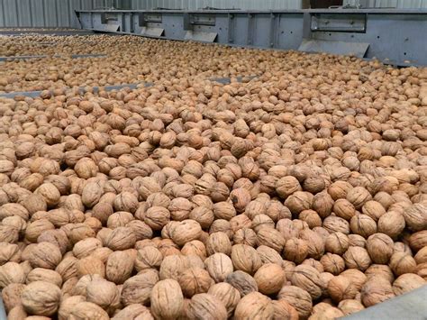 Walnuts In The Dryer Bins At The Huller