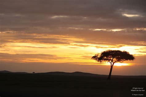 Maasai Mara Sunset Safari