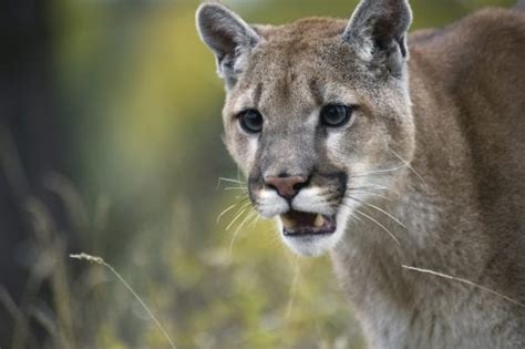 Eastern Cougar Ruled Extinct By Us Fish And Wildlife Service