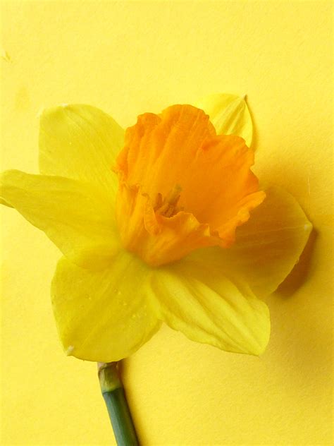 Yellow Narcissus Flower On Yellow Background Creative Commons Stock Image