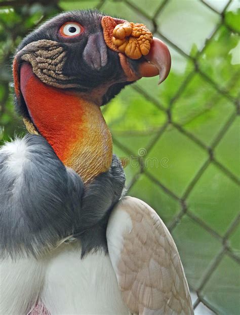 King Vulture Stock Image Image Of Feathers Captive 96268331