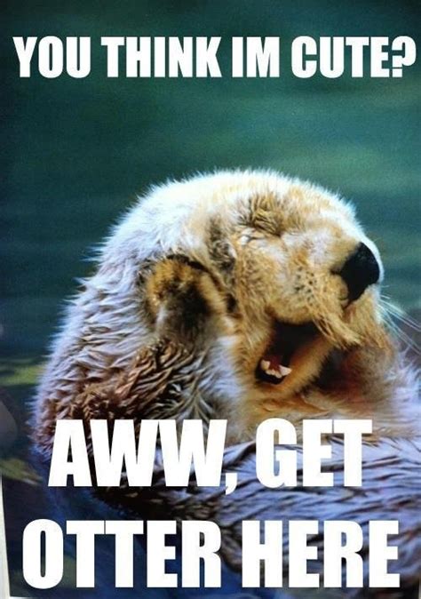 You Think Im Cute Aww Get Otter Here Pet Meme Picsmine