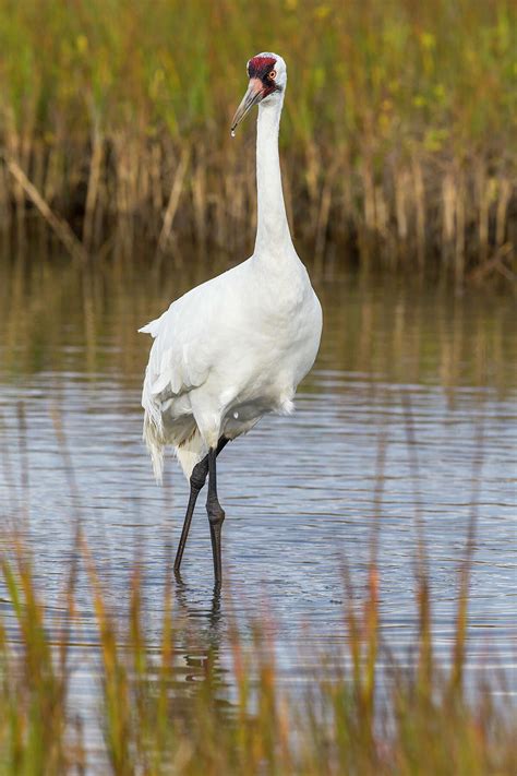Winter Texans Whooping Cranes Come Home For The Holidays