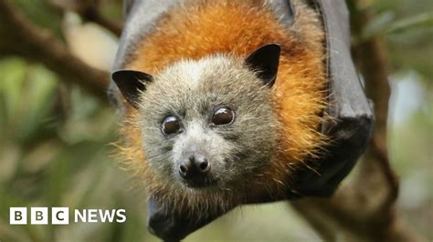 Australian Flying Foxes Among Earths Most Mobile Mammals Bbc News