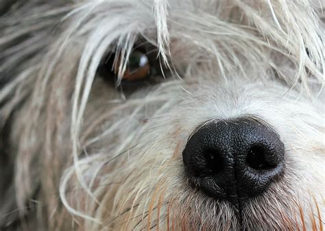 Long Coated White Dog Close Up Photography Dog Snout Pet Close