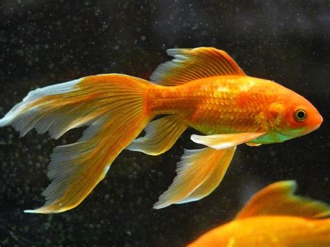 Did You Know That Goldfish Can Lose Their Color And Turn Completely