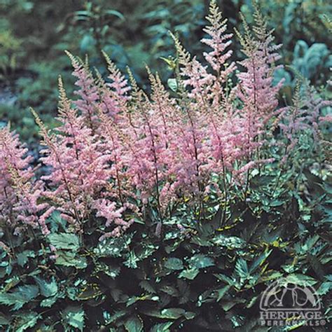 Plant Profile For Astilbe Chinensis ‘finale Dwarf Chinese Astilbe