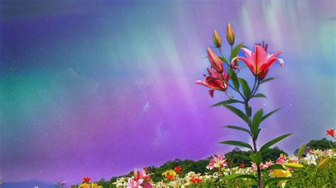 Beautiful Nature Scene Of Flowers Animation Video