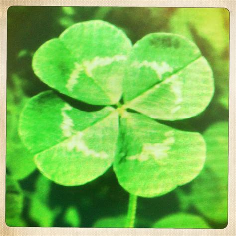 Four Leaf Clover Wallpapers Wallpaper Cave
