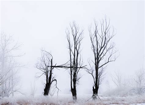 Three Trees Jan Bainar Photography