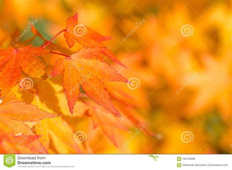 Golden Autumn Blur Background With Color Maple Leaves Stock Image