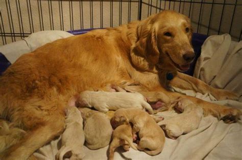 See our gorgeous white retriever many puppies are in training to be a service dogs. English Cream Golden Retriever Puppies- OFA and Service ...