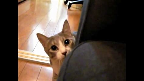 Creepy Stalking Cat Hd Youtube