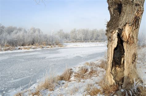 Free Images Landscape Tree Nature Wilderness Snow Winter Frost
