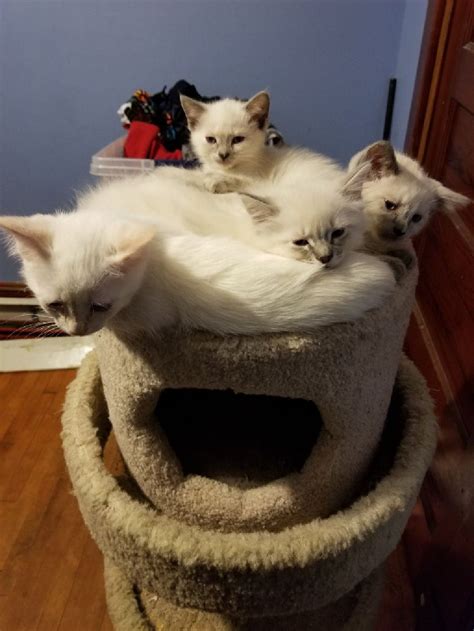 Now let's find your ideal cat for adoption! Siamese kittens - Milwaukee Cats for Sale or Adoption ...
