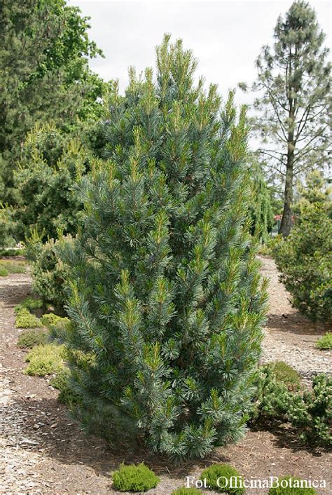 Pinus Cembra Glauca Compacta Sosna Limba
