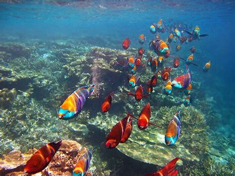 Beautiful Fish In The Maldives Ocean Creatures Underwater Life
