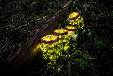 How Fireflies Glow — And What Signals Theyre Sending