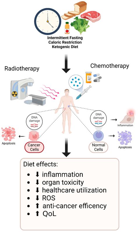 Cancers Free Full Text Dietary Interventions In Cancer Treatment