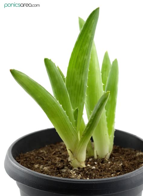 How To Plant Aloe Vera Without Roots In 9 Quick Steps