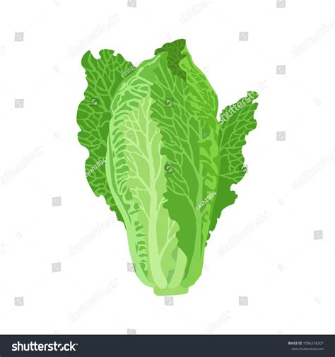 Romaine Lettuce Vector Illustration Beautiful Image Stock Vector