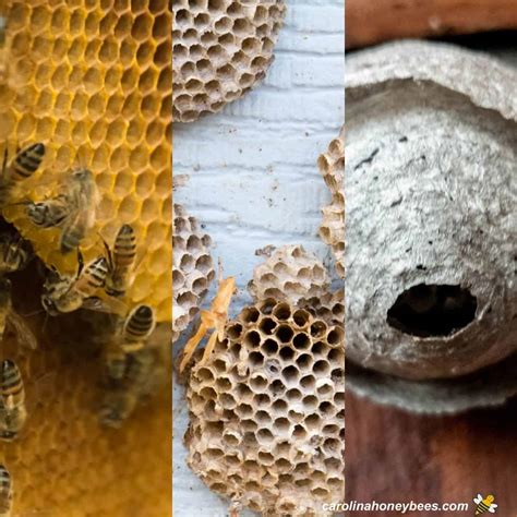 Paper Wasp Nest Vs Hornet Nest