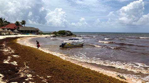 Rotting Seaweed Sours Beaches At Mexican Tourist Hotspots World News