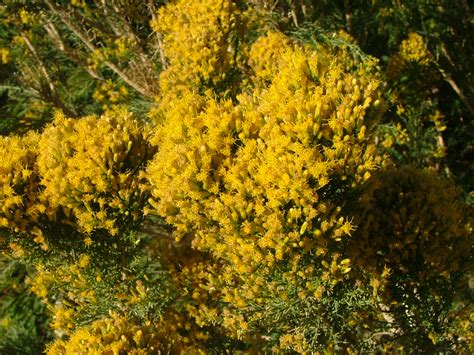 Name This Desert Plantplease Home Yard County