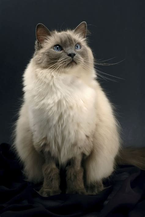 Siamese cats are curious, highly intelligent, and demanding. 7 Facts About Ragdoll Cats | Ragdoll cat breed, Cat breeds ...