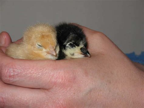 Baby Chicks City Girl Farming