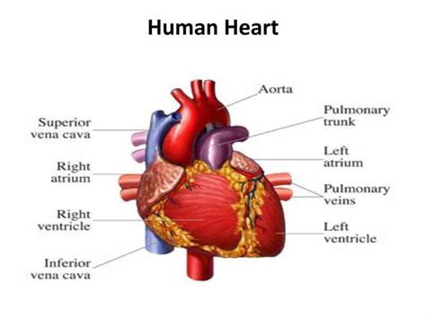 16 interesting human body facts about the human lungs. Human Heart And Their Functions part of the human heart ...
