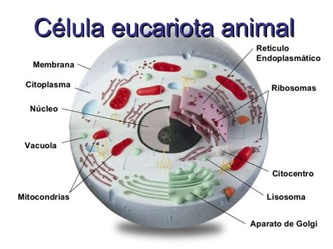Estructura Y Partes De La Celula Eucariota Abc Fichas Images