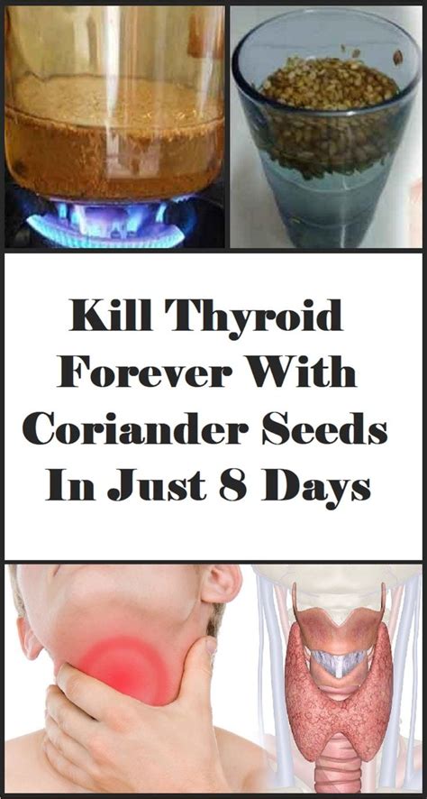 Kill Thyroid Forever With Coriander Seeds In Just 8 Days Looking For A