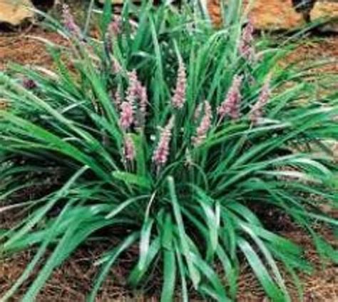 Big Blue Liriope Monkey Grass Front Left Bed Next To Walk Lily