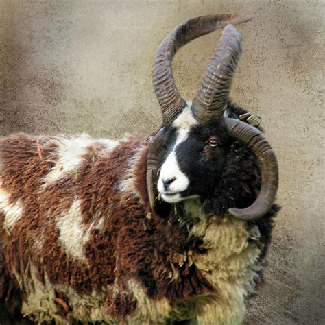 Portrait Of A Jacob Sheep Photograph By Sally Banfill Pixels