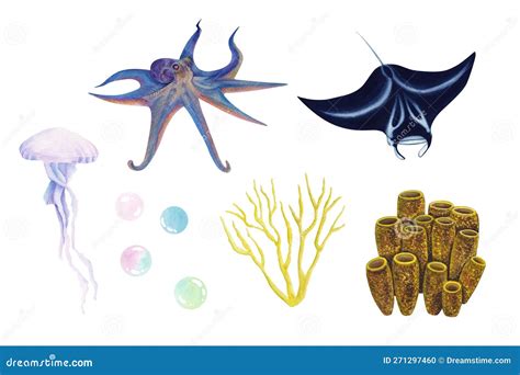Watercolor Illustrations Manta Ray Squid Jellyfish Octopus