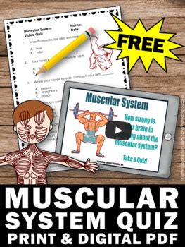 640 muscles l the muscles make up about 40 % of the body mass. FREE Muscular System Activities, Human Body Systems ...