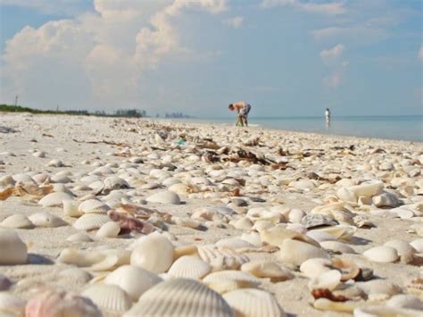 Florida Beaches Perfect For A Peaceful Day Of Collecting Seashells Shelling Beaches Florida