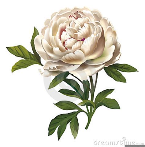 Vintage Peony Clipart Free Images At Vector Clip Art