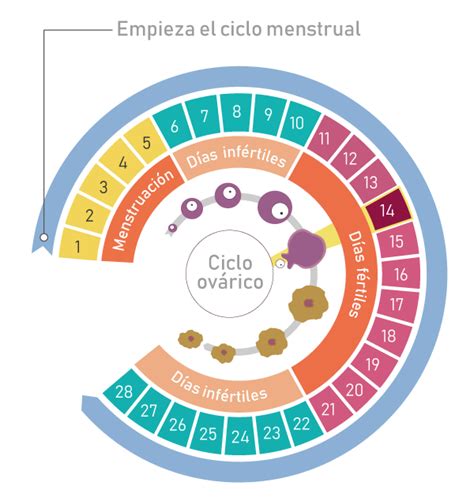 Qué es el ciclo menstrual Agencia Peru