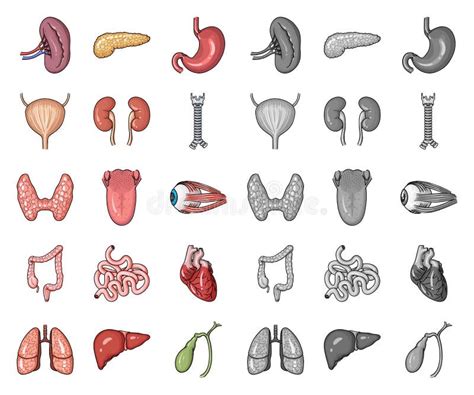 Human Organs Cartoonmono Icons In Set Collection For Design Anatomy