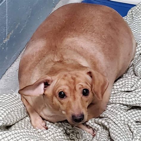 Morbidly Obese Dog Needed To Lose Half Her Weight She Is