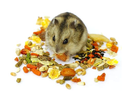 What Do Hamsters Eat Feeding Your Hamster Hamsters Guide Omlet Us