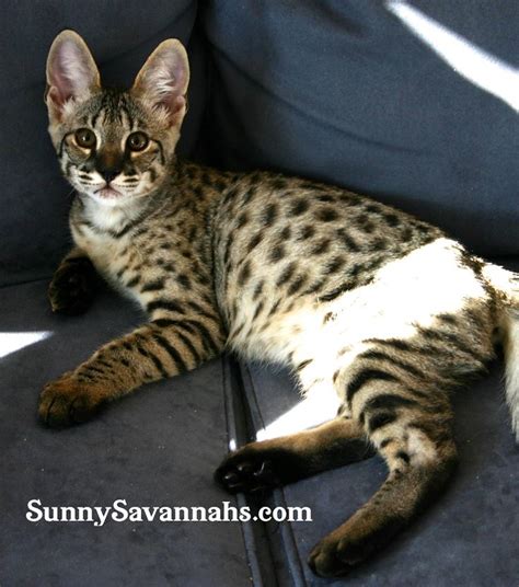 Savannah Cat Breeder In Cincinnati Ohio Specializing In High Quality