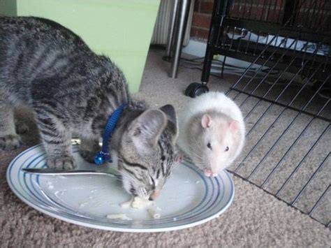 Animal Pictures Cat And Mouse Are Best Friends Amazing